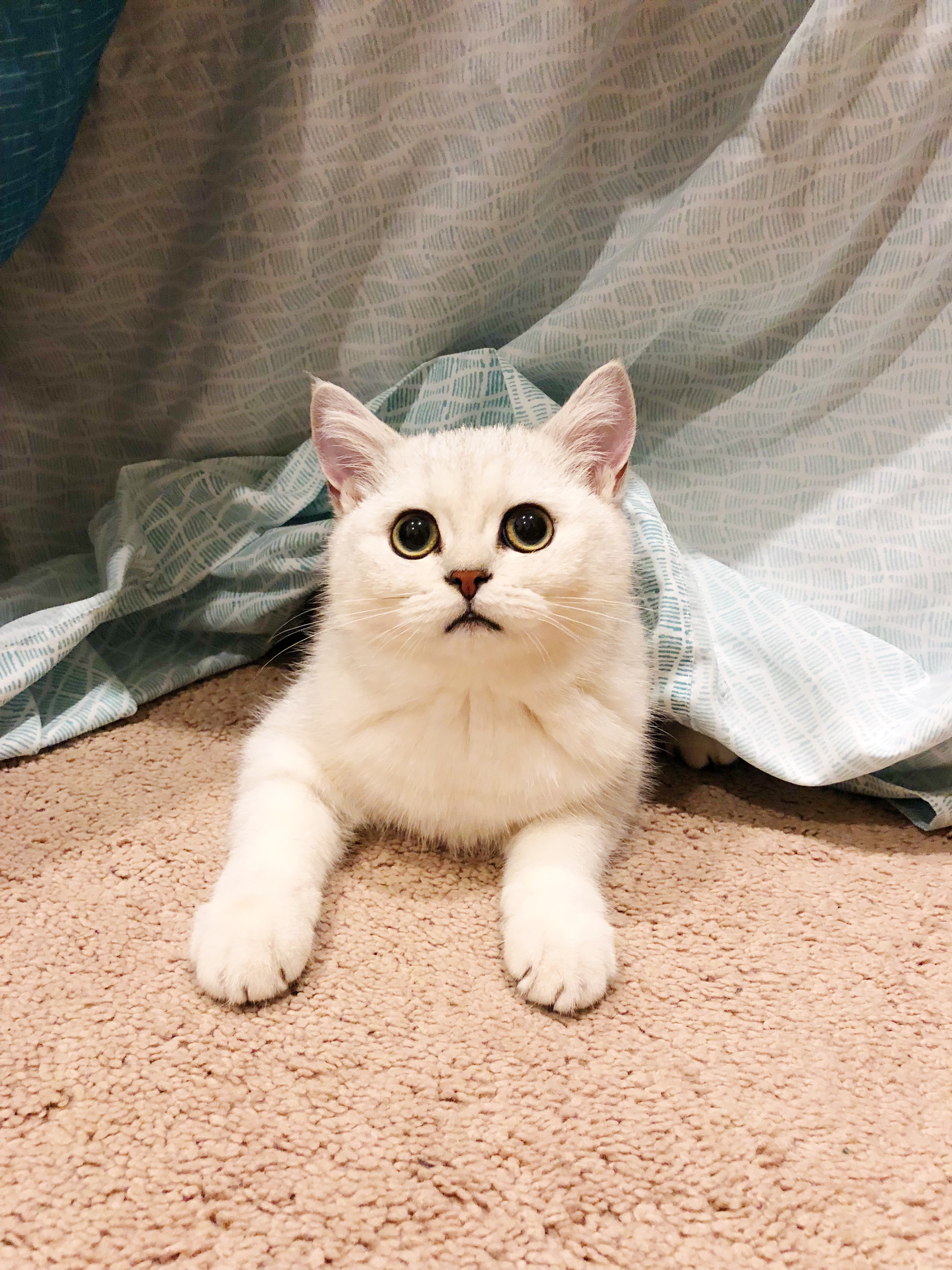 2421809D-1835-4D49-B469-84C65B952840